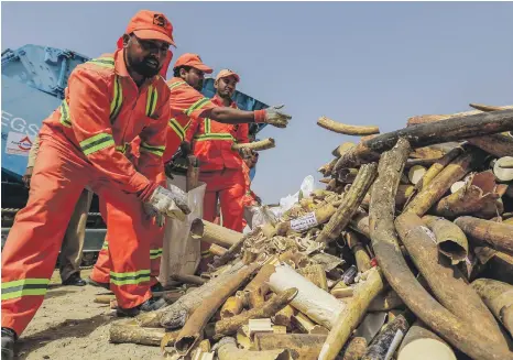  ?? Victor Besa for The National; Dubai Customs ?? Government workers in Dubai stack illegal ivory before the contraband is crushed. A lion’s head, below, was one of the seizures made by border officials at Dubai Customs