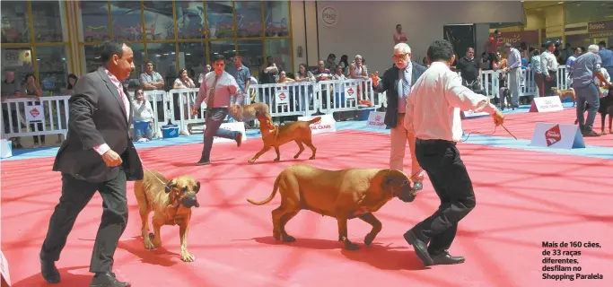  ??  ?? Mais de 160 cães, de 33 raças diferentes, desfilam no Shopping Paralela