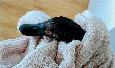  ?? ISABELLE HOBBS/SUPPLIED ?? South Island Wildlife Hospital in Christchur­ch has been dealing with ducks coated with oil since the Kaiapoi factory fire.