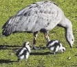  ??  ?? A Cape Barren goose with two of her young at Lara, near where they were settled at Serendip Sanctuary.