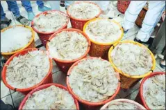  ?? ?? Baskets loaded with shrimp catch on the first day of the season.