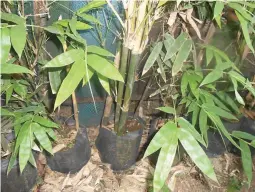  ??  ?? BLACK BAMBOO PROPAGATIO­NS – These are Black Bamboo propagatio­ns at the Sarian Farm in Teresa, Rizal which are ready for division to produce more planting materials. When grown in the field, it will grow fast, especially if it is fertilized with lots of old manure.