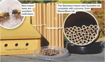  ??  ?? The Standard mason bee Guardian kit, complete with cocoons, from MasonBees UK