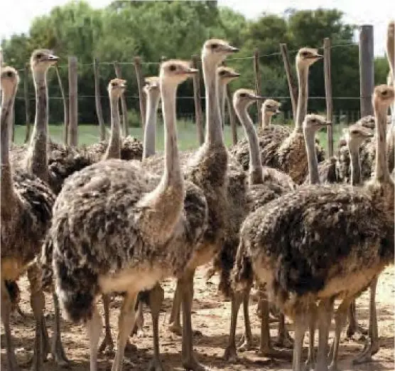  ?? ?? Currently an ostrich fetches an average of US$250.