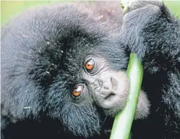  ?? PA. ?? Mountain gorillas are no longer ‘critically endangered’.