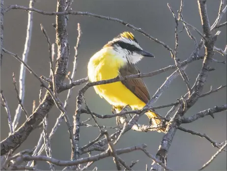  ?? PHOTOS COURTESY BOB FRIEDRICHS ?? A great kiskadee was spotted in a Valdez, New Mexico, backyard recently, a rare sighting.