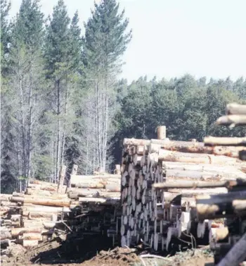  ??  ?? ► El alza de las materias primas favorece al sector forestal.