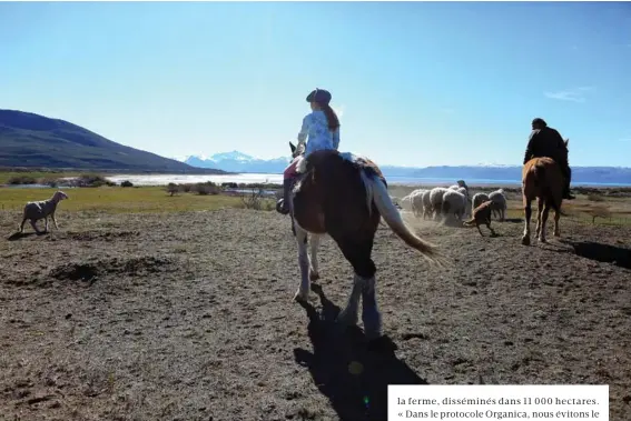  ??  ?? RETOUR AU CORRAL Camillia, 9 ans, vit dans l’estancia Cerro Buenos Aires avec son père, qui, aidé de deux autres gauchos, gère 6 000 moutons.