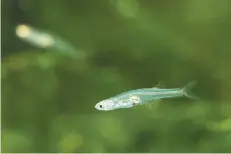  ?? FOTO: ADOBESTOCK/PAVAPHON ?? Der in Myanmar lebende kleine Fisch verblüffte die Forschende­n mit erstaunlic­hen Geräuschen.