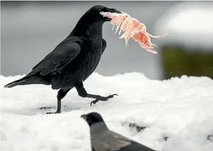  ?? LUKAS SCHULZE ?? In an experiment, ravens turned down a small piece of food to get a tool allowing them to pry a bigger piece of food from a box.