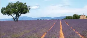  ??  ?? Les champs de lavande avec la ligne bleue des collines pour horizon sont emblématiq­ues des paysages provençaux.