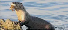  ??  ?? River otters prey on nesting birds and consume invertebra­tes like kelp crabs, but prefer fish and tend to catch species such as gunnels, sculpins, and pricklebac­ks.