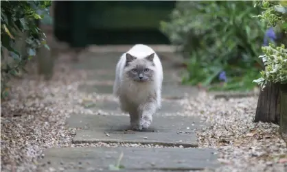  ?? Photograph: Geoffrey Robinson/Alamy ?? Researcher­s said the study suggests cats ‘have the ability to picture the invisible in their minds’.