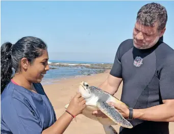  ?? | LINDA NESS ?? THREE rehabilita­ted green turtles were released after receiving fit-for-release certificat­es from oclinical veterinari­an Dr Caryl Knox.