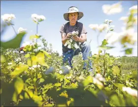  ?? AP/CHARLIE NEIBERGALL ?? Andrew Dunham harvests Hakurei turnips on his 80-acre organic farm in Grinnell, Iowa.