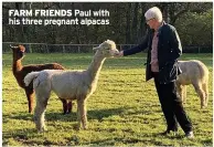  ?? ?? FARM FRIENDS Paul with his three pregnant alpacas