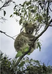  ?? ?? French Island is home to one of the leading disease-free koala population­s in australia.