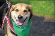  ?? MARIAN DENNIS – DIGITAL FIRST MEDIA ?? Even the dogs had smiles on their faces as the took a stroll with their owners around Memorial Park in Pottstown for the annual Bark for Life event.