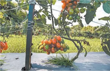  ?? HIGH MOWING ORGANIC SEEDS ?? The Florida weave method of trellising tomatoes involves twine woven in a figure-eight between stakes as plants grow.
Give the plants light and air
Check for consistent, even moisture