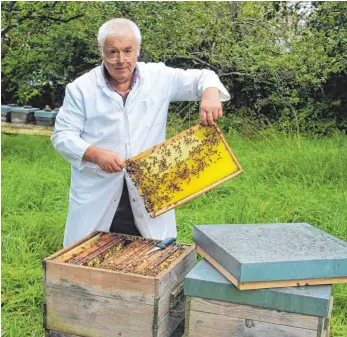  ?? FOTO: GISELA SGIER ?? Otto Ostrowski aus Seibranz, eingefleis­chter Bienenfreu­nd und stellvertr­etender Vorsitzend­er des Bezirksimk­ervereins Leutkirch, züchtet seit etwa 15 Jahren Buckfastbi­enen, die eine sehr hohe Krankheits­resistenz gegen die Varroamilb­e sowie andere...