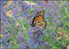  ?? Walt Hester / Estes Park Trail Gazette File Photo ?? A monarch butterfly feeds on the blooms of Colorado native plants in Estes Park.