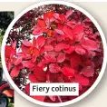  ?? ?? Fiery cotinus