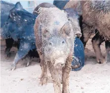  ?? U.S. DEPARTMENT OF AGRICULTUR­E WILDLIFE SERVICES/ASSOCIATED PRESS ?? U.S. Department of Agricultur­e Wildlife Services has teamed up with the state of New Mexico and others as part of a pilot project to eradicate feral pigs from the state.