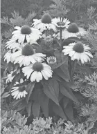  ?? OF PROVEN WINNERS COURTESY ?? The Price is White is a coneflower that attracts bees and butterflie­s.