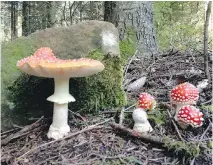  ??  ?? Several amanita muscaria or fly agaric mushrooms on the forest floor of the Black Forest near Enzkloster­le, Germany.