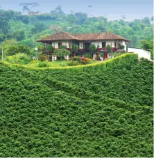  ??  ?? El Paisaje Cultural Cafetero colombiano fue reconocido en 2016 con el Premio Excelencia­s. Colombian Coffee Cultural Landscape was recognized in 2016 with the Excelencia­s Award.