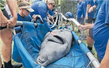  ?? Photos: ORLANDO SENTINEL ?? Slippery customer: Manatee Lil’ Joe is rescued from the Little Econlockha­tchee River in Orlando, Florida, a long way from the mammal’s normal habitat. He had been trapped in the river for weeks after being freed into another Florida river early last...