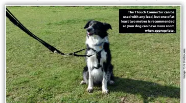  ??  ?? The TTouch Connector can be used with any lead, but one of at least two metres is recommende­d so your dog can have more room when appropriat­e.