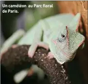  ??  ?? Un caméléon au Parc floral de Paris.