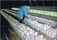  ?? JI CHUNPING / XINHUA ?? Fan Yang, a 24-year-old life sciences graduate, wets the ground in a farm shed to maintain the humidity. He started a company to grow edible fungus in a community in Jingjiang, Jiangsu province.