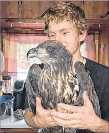  ?? SUBMITTED ?? Kyle Mcneil and his friend found this young bald eagle in the Merigomish area. While they contacted the Cobequid Wildlife Rehabilita­tion Centre, which took the bird in, they were unable to save it.
