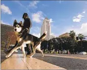  ?? Al Seib Los Angeles Times ?? A MAN and his dog go for a stroll in January in front of City Hall, where officials await federal relief funds.