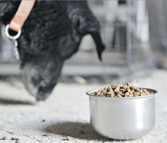  ?? DANIEL ACKER/BLOOMBERG FILES ?? Newcomer Blue Buffalo has seen success with its healthy “farm-to-table inspired” canine cuisine. It was the fifth-largest seller in the U.S. dog food market