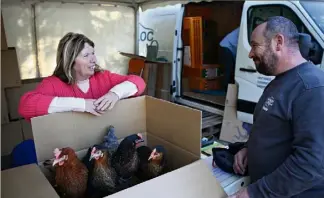  ?? (Photos G.A.) ?? Plusieurs centaines de poules ont été vendues lors de cette première journée de distributi­on.