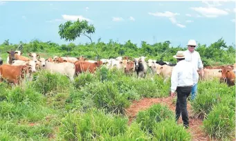  ?? ?? La ganadería paraguaya tiene un sistema de trazabilid­ad que podrá ser ajustada para la 1115/UE.