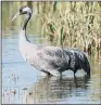  ??  ?? Project to increase numbers of the common crane has been a success.