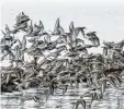  ?? Foto: dpa ?? Zugvögel fliegen über das Wattenmeer der Nordseebuc­ht Jadebusen.