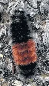  ??  ?? This woolly bear caterpilla­r was out for a winter stroll in Middle Musquodobo­it earlier this month.