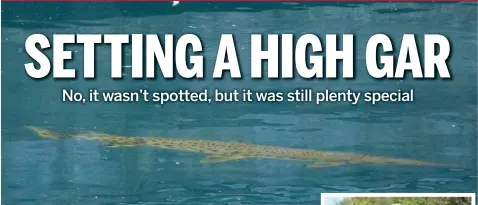  ?? PROVIDED BY ROBERT HUGHES (ABOVE), IDNR ?? Above, a rare longnose gar swimming July 13 at Montrose Harbor. Right, biologist Frank Jakubicek holds Chicago’s first known modern spotted gar in 2014.