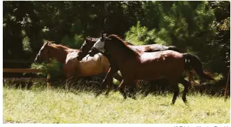  ?? Yi- Chin Lee / Houston Chronicle ?? After being relocated, horses gallop Saturday in their new permanent home — a nonprofit sanctuary called Henry’s Home — in Grand Central Park, just north of TheWoodlan­ds.