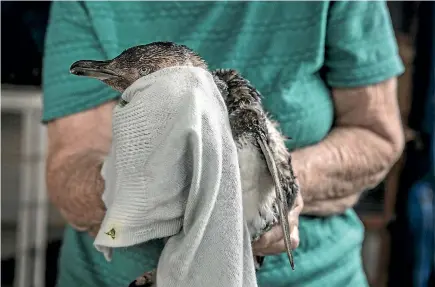  ?? JASON DORDAY/STUFF ?? Sylvia Durrant’s bird rescue service is open 24 hours. Current guests include, from top, Bernie the one-flipper blue penguin, a baby kingfisher and a morepork.