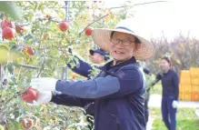  ??  ?? 황규연 산업단지공단 이사장이 지난 11월 경북 영천시 오동리 과수원에서 ‘사과수확’ 봉사를펼치며웃고 있다. [사진=산단공 제공]