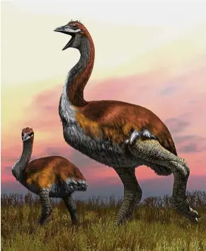  ?? — AFP ?? Fowl riddle: An illustrati­on of elephant birds, which belonged to the same family of flightless animals such as the kiwi and ostrich.