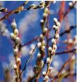  ?? FOTO: KARL-JOSEF HILDENBRAN­D / DPA ?? Weidenkätz­chen sind Vorboten der Blüte an Sal-Weiden.