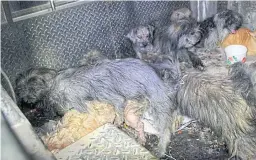  ?? SUTHIWIT CHAYUTWORA­KARN ?? The 12 dogs and two cats appear starved and dehydrated.