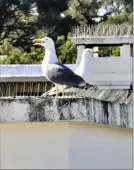  ?? (Photos VLP) ?? On trouve d’un à trois oeufs par nid de goéland, lesquels sont essentiell­ement construits sur les toits plats des immeubles.